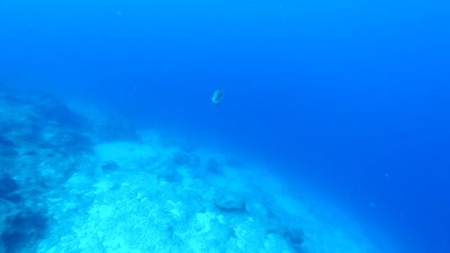 white grouper Epinephelus aeneus fish underwater close to camera scenery on a reef ocean scenery