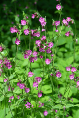 Silene dioica grows in the wild