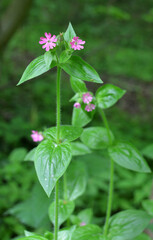 Silene dioica grows in the wild