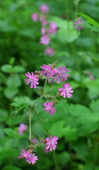 Silene dioica grows in the wild