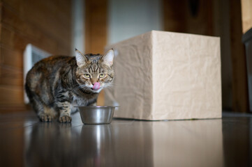A cat licks its lips near a bowl standing on the wooden floor next to a cardboard box