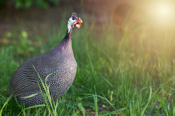 Beautiful gray-mottled guinea fowl walks in the yard in the rays