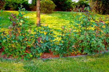 rose flower grows in backyard mulch flower bed with green lawn lit by sunlight spring landscape,...