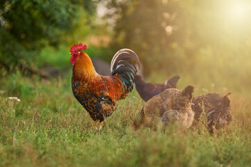 Beautiful cock with a golden mane and his hens walking  in the garden in the sun