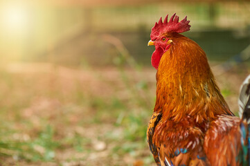 Golden cock in the rays of the sun.  The feathers on his neck is gilded by the level rays of the sun