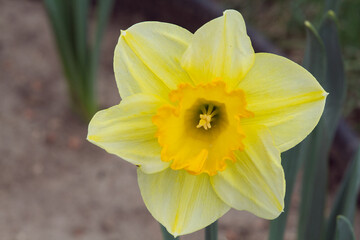A single yellow daffodil flower smiles in the springtime.