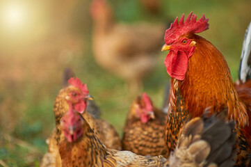 Golden cock and his hens in the rays of the sun.  The feathers on his neck is gilded by the level...