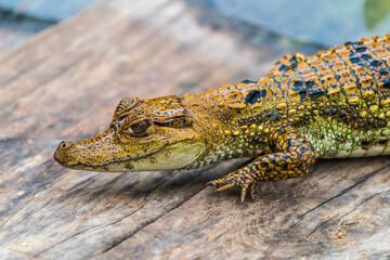 Crafty little Amazonian crocodile