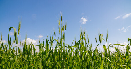 blue sky with white wonderful clouds over a green meadow