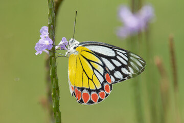 Jezebel