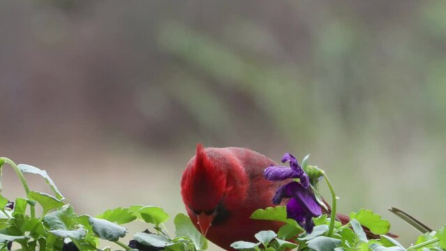 Male cardinal feeding in a planter outside kitchen window