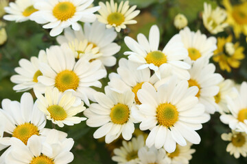 Garden white Daisies on natural background. Flowering of Daisies. Common daisy. Gardening concept. Daisy Flowers on green background. Beautiful Chamomile  flowers. Summer blossom. Wallpaper backdrop