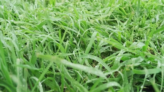green grass after watering