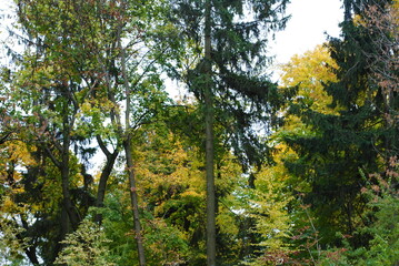 sun rays in the forest