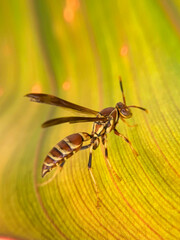 fly on a flower