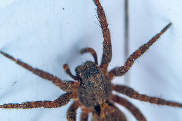 spider on the wall, macro