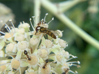 wasp on a leaf