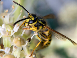 bee on yellow flower