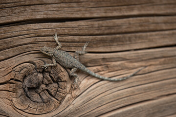 green lizard on a log