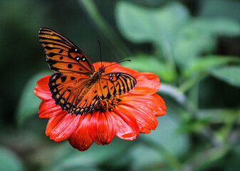 butterfly on flower