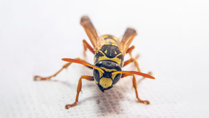 close up of a wasp on white background