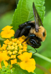 bee on yellow flower