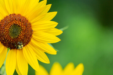 Fototapeta premium Bumblebee on yellow sunflower with green background