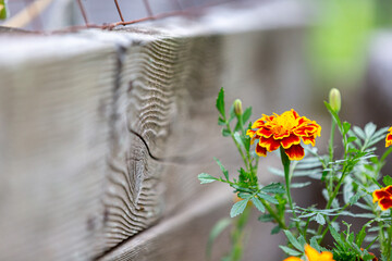 Marigold in garden by wooden wall