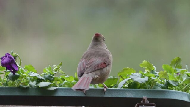 Female Cardinal feeding in a planter outside kitchen window, slow motion