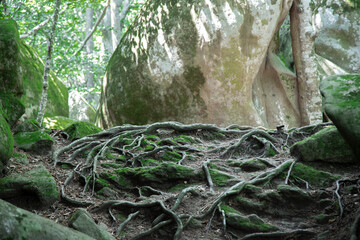 Roots and tree in a forest