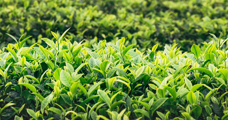 Green tea bushes close up photo. Farm agriculture plantation tea growing in Sri Lanka. Food and beverages industry traveling and agriculture concept.