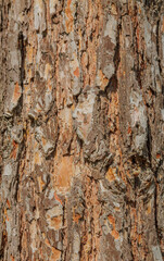 pine wood brown bark texture