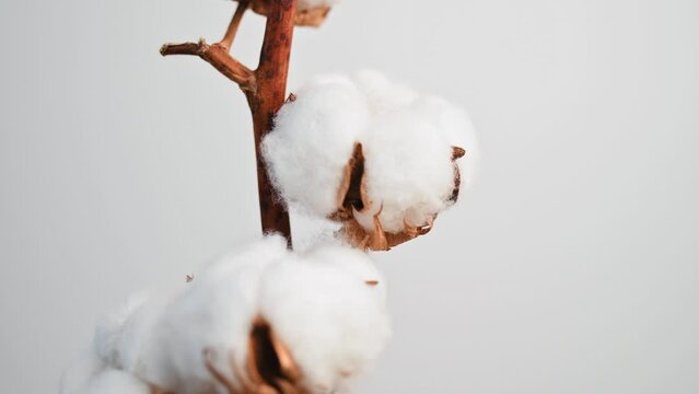 Branch of cotton with beautiful fluffy lush white flowers against a white wall. Natural organic cotton, vegetable fiber, delicate flowers, agriculture, raw materials for making fabric