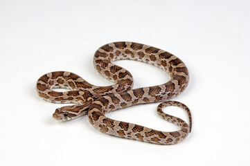 Great Plains rat snake // Prärie-Kornnatter (Pantherophis emoryi)