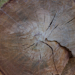 Cross section of the tree. Wood texture with the cross section.