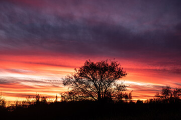 Tree silhouette colourful sunset clouds