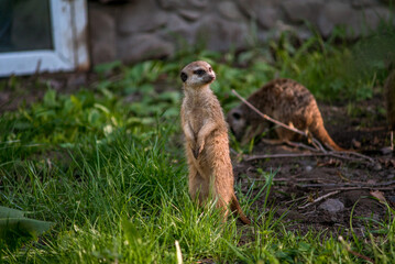 Naklejka na ściany i meble The meerkat is a rather small representative of the mongoose. The coat color of this mammal is orange-brown. The fur is quite long and fluffy, and the fur on the belly and chest is short.