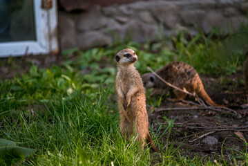 Naklejka na ściany i meble The meerkat is a rather small representative of the mongoose. The coat color of this mammal is orange-brown. The fur is quite long and fluffy, and the fur on the belly and chest is short.