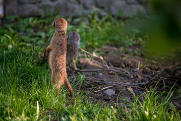 The meerkat is a rather small representative of the mongoose. The coat color of this mammal is orange-brown. The fur is quite long and fluffy, and the fur on the belly and chest is short.
