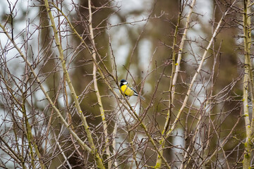 close up of a great tit (Parus major) feeding amongst winter tree branches, Wiltshire UK 