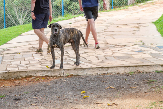 Brazilian-fila is a large dog breed developed in Brazil, Fila tigrado in details