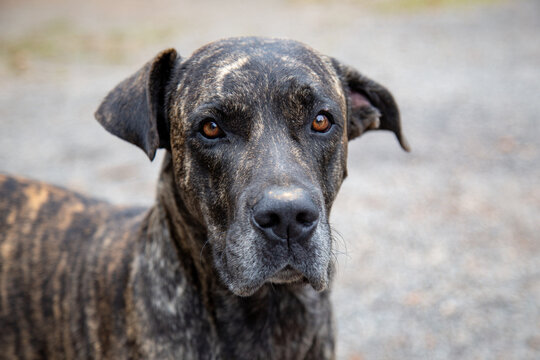 Brazilian-fila is a large dog breed developed in Brazil, Fila tigrado in selective focus