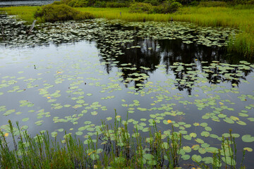 Tree reflections and waterlilies in Lake Solitude on Mount Sunapee.