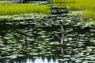 Tree reflections and waterlilies in Lake Solitude on Mount Sunapee.