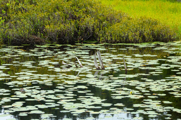 Tree reflections and waterlilies in Lake Solitude on Mount Sunapee.