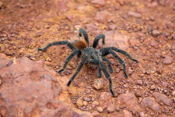 Wild Large Brazilian tarantula spider known as the goliath spider.