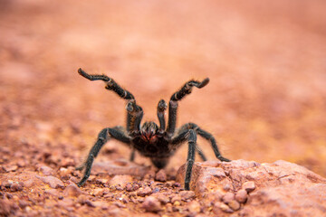 Large Brazilian tarantula spider known as the goliath spider in closeup