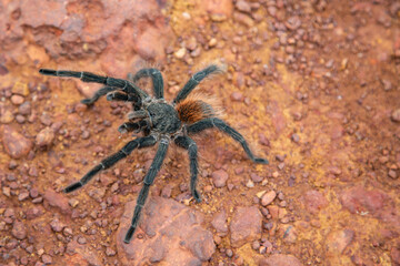 Large Brazilian tarantula spider known as the goliath spider in close-up