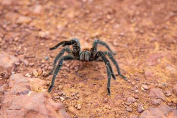 A Brazilian tarantula spider known as the goliath spider in closeup