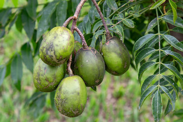 Fruit of the cajarana or cajá-manga (Spondias cythera) in closeup and selective focus, typical of Brazil